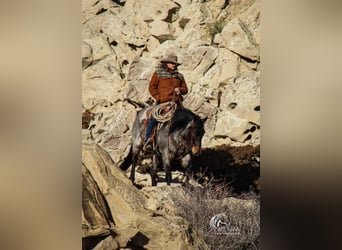 American Quarter Horse, Gelding, 4 years, 15,1 hh, Roan-Blue