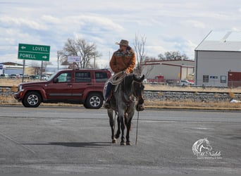 American Quarter Horse, Gelding, 4 years, 15,1 hh, Roan-Blue