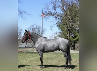 American Quarter Horse, Gelding, 4 years, 15,1 hh, Roan-Blue
