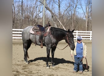 American Quarter Horse, Gelding, 4 years, 15,1 hh, Roan-Blue