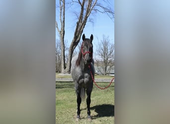 American Quarter Horse, Gelding, 4 years, 15,1 hh, Roan-Blue