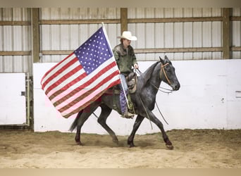 American Quarter Horse, Gelding, 4 years, 15,1 hh, Roan-Blue