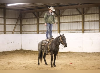 American Quarter Horse, Gelding, 4 years, 15,1 hh, Roan-Blue