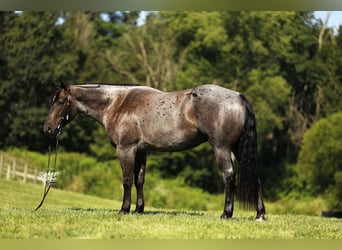 American Quarter Horse, Gelding, 4 years, 15,1 hh, Roan-Blue