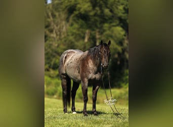 American Quarter Horse, Gelding, 4 years, 15,1 hh, Roan-Blue