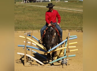American Quarter Horse, Gelding, 4 years, 15,1 hh, Roan-Blue