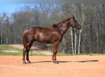 American Quarter Horse, Gelding, 4 years, 15,1 hh, Roan-Red