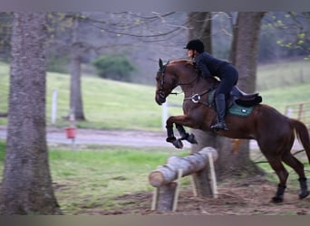 American Quarter Horse, Gelding, 4 years, 15,1 hh, Roan-Red