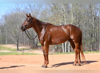 American Quarter Horse, Gelding, 4 years, 15,1 hh, Roan-Red