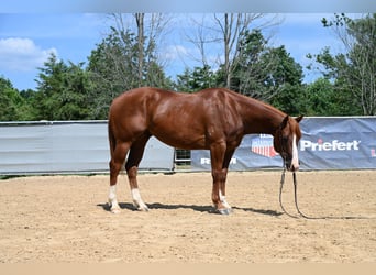 American Quarter Horse, Gelding, 4 years, 15,1 hh, Sorrel