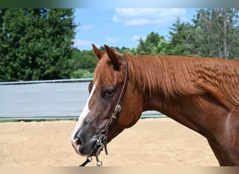 American Quarter Horse, Gelding, 4 years, 15,1 hh, Sorrel
