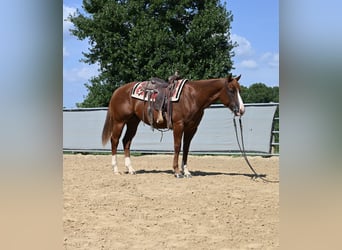 American Quarter Horse, Gelding, 4 years, 15,1 hh, Sorrel