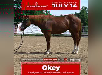 American Quarter Horse, Gelding, 4 years, 15,1 hh, Sorrel