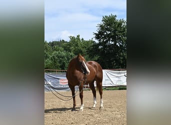American Quarter Horse, Gelding, 4 years, 15,1 hh, Sorrel