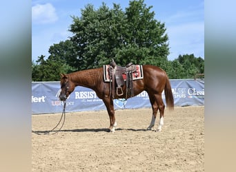 American Quarter Horse, Gelding, 4 years, 15,1 hh, Sorrel