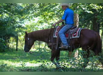 American Quarter Horse, Gelding, 4 years, 15,1 hh, Sorrel