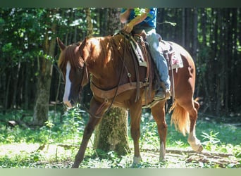 American Quarter Horse, Gelding, 4 years, 15,1 hh, Sorrel