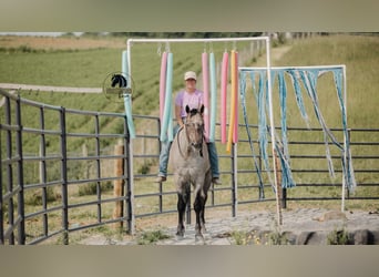 American Quarter Horse, Gelding, 4 years, 15,2 hh, Gray