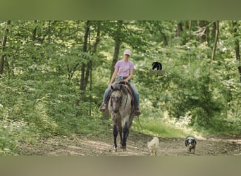 American Quarter Horse, Gelding, 4 years, 15,2 hh, Gray