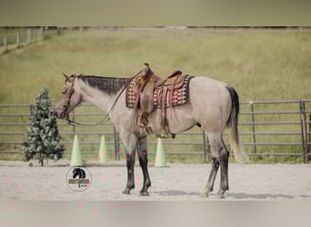 American Quarter Horse, Gelding, 4 years, 15,2 hh, Gray