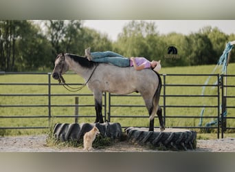American Quarter Horse, Gelding, 4 years, 15,2 hh, Gray