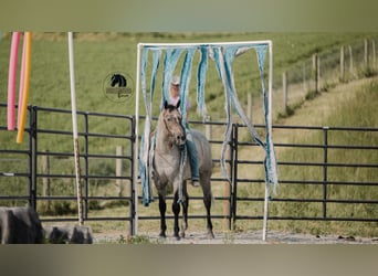 American Quarter Horse, Gelding, 4 years, 15,2 hh, Gray