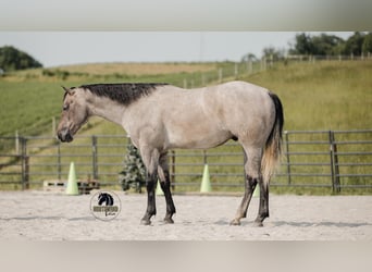 American Quarter Horse, Gelding, 4 years, 15,2 hh, Gray