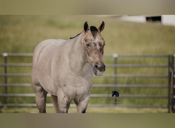 American Quarter Horse, Gelding, 4 years, 15,2 hh, Gray