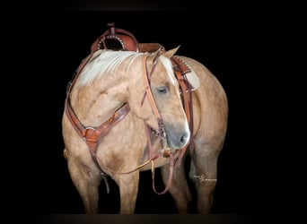 American Quarter Horse, Gelding, 4 years, 15,2 hh, Palomino