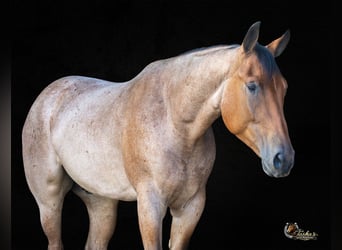 American Quarter Horse, Gelding, 4 years, 15,2 hh, Roan-Bay