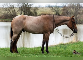 American Quarter Horse, Gelding, 4 years, 15,2 hh, Roan-Bay