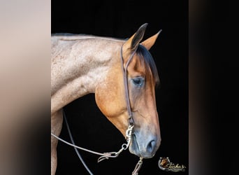 American Quarter Horse, Gelding, 4 years, 15,2 hh, Roan-Bay