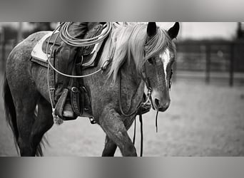 American Quarter Horse, Gelding, 4 years, 15,2 hh, Roan-Red