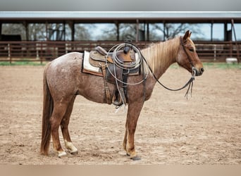 American Quarter Horse, Gelding, 4 years, 15,2 hh, Roan-Red