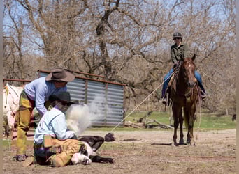 American Quarter Horse, Gelding, 4 years, 15,2 hh, Sorrel