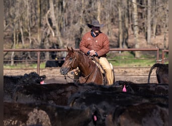 American Quarter Horse, Gelding, 4 years, 15,2 hh, Sorrel