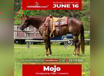 American Quarter Horse, Gelding, 4 years, 15,2 hh, Sorrel