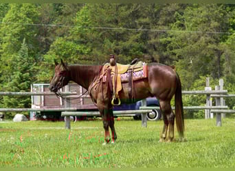 American Quarter Horse, Gelding, 4 years, 15,2 hh, Sorrel