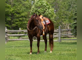 American Quarter Horse, Gelding, 4 years, 15,2 hh, Sorrel