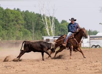 American Quarter Horse, Gelding, 4 years, 15,2 hh, Sorrel