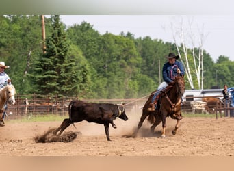 American Quarter Horse, Gelding, 4 years, 15,2 hh, Sorrel