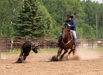 American Quarter Horse, Gelding, 4 years, 15,2 hh, Sorrel