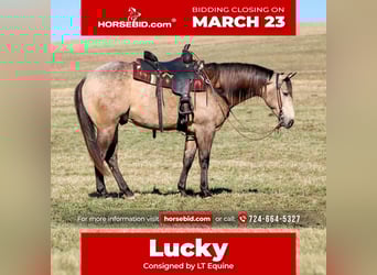 American Quarter Horse, Gelding, 4 years, 15,3 hh, Buckskin