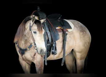 American Quarter Horse, Gelding, 4 years, 15,3 hh, Buckskin