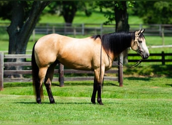 American Quarter Horse, Gelding, 4 years, 15,3 hh, Buckskin