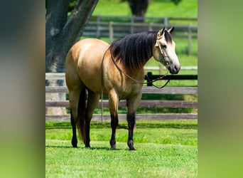 American Quarter Horse, Gelding, 4 years, 15,3 hh, Buckskin