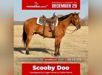 American Quarter Horse, Gelding, 4 years, 15,3 hh, Dun