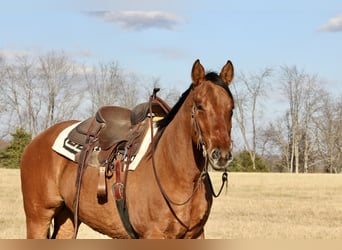 American Quarter Horse, Gelding, 4 years, 15,3 hh, Dun