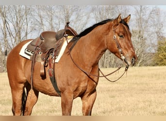 American Quarter Horse, Gelding, 4 years, 15,3 hh, Dun