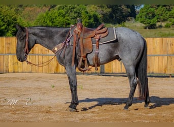 American Quarter Horse, Gelding, 4 years, 15,3 hh, Roan-Blue